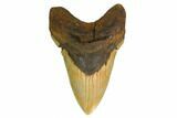 Serrated, Fossil Megalodon Tooth - North Carolina #160982-1